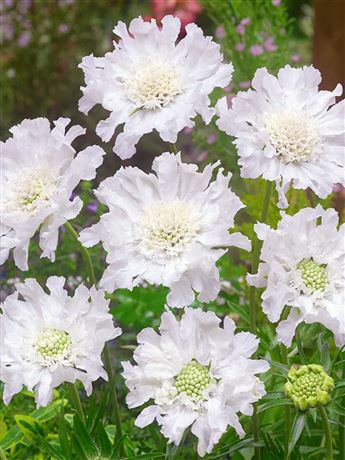 hlaváč kavkazský 'Fama White'