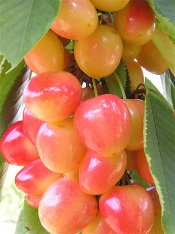 třešeň chrupka 'Napoleonova'