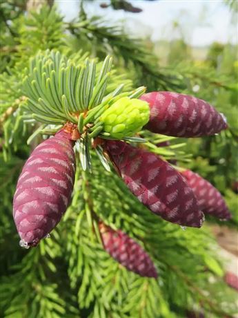 smrk ztepilý 'Frohburg'