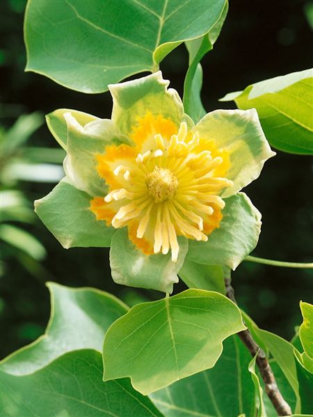 liliovník tulipánokvětý 