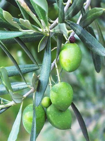 olivovník evropský 'Frangivento'