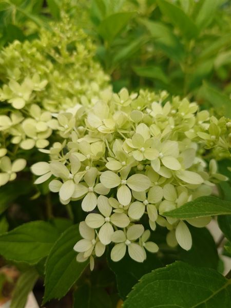 hortenzie latnatá 