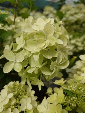 Hortenzie latnatá 'Polar Bear'