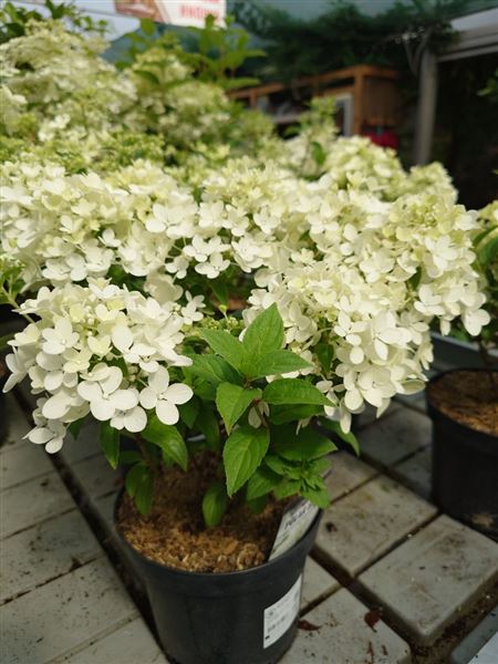 Hortenzie latnatá 