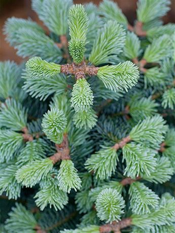 jedle plstnatoplodá 'Argentea'