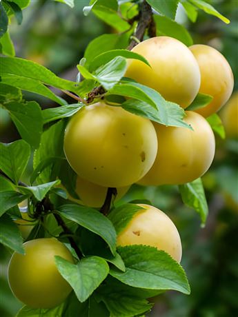 švestkomeruňka 'Gek'