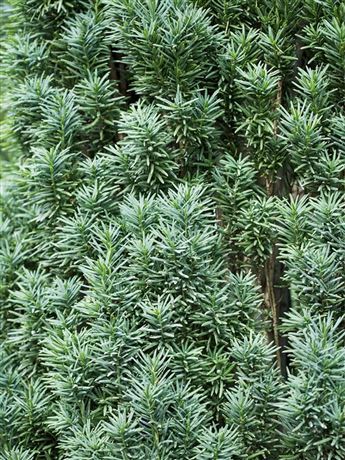 Tis červený 'Fastigiata Robusta'