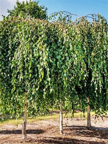 bříza himalájská 'Long Trunk'