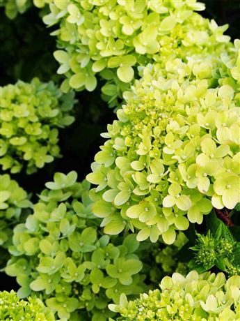 Hortenzie latnatá 'Little Lime'