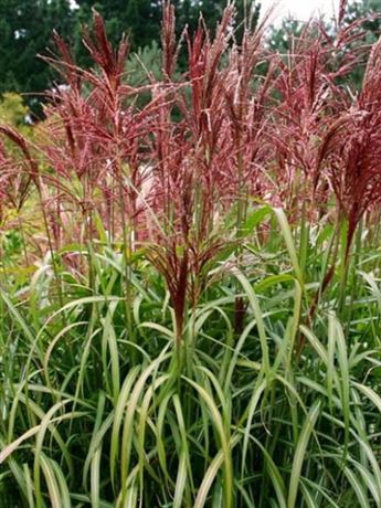 ozdobnice čínská 'Roter Pfeil'