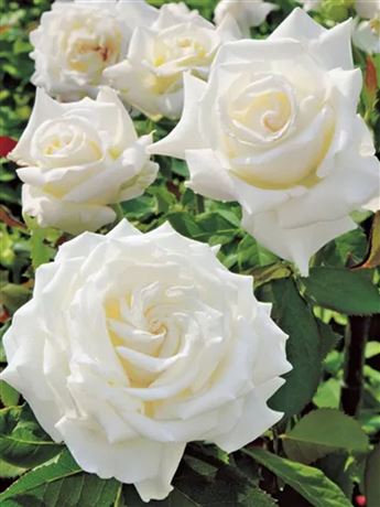 růže keřová 'Jan Pavel II'