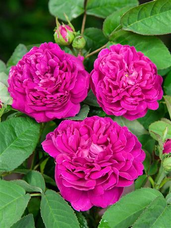 růže keřová 'Rose de Resht'