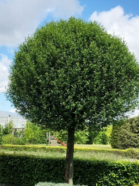 třešeň křovitá 