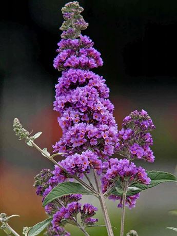 komule Davidova 'Lavender Cupcake'