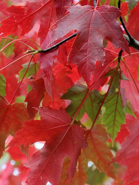 javor červený 