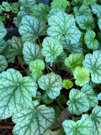 dlužicha americká 'Dale Strain'