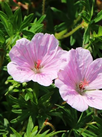 kakost krvavý 'Apfelblüte'