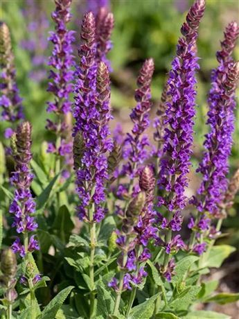 šalvěj hajní 'Blaukönigin'