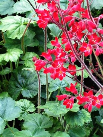 dlužicha krvavá 'Ruby Bells'