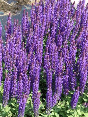 šalvěj hajní 'Blue Bouquetta'