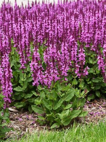 šalvěj hajní 'Rose Marvel'