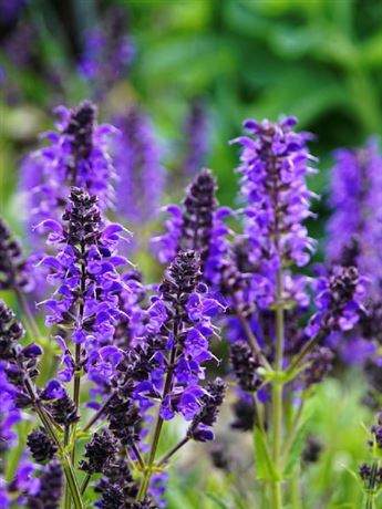 šalvěj hajní 'Synchro Blue'