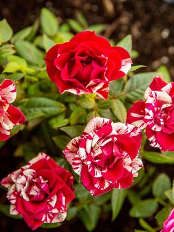 růže velkokvětá 'Duo Red and White'