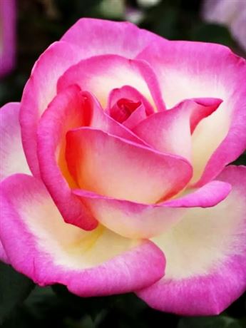 růže velkokvětá 'Princesse de Monaco'