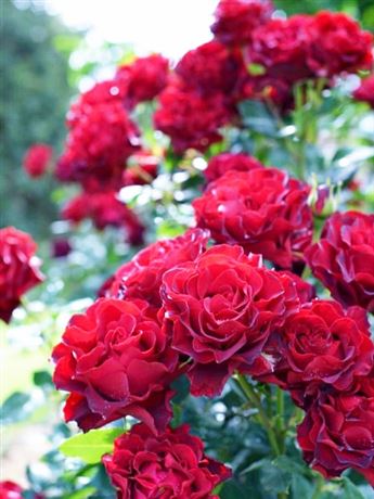 růže velkokvětá 'Hommage a Barbara'