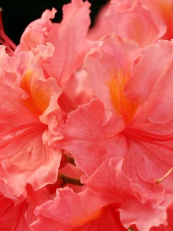 azalka Knap Hill 'Sarina'