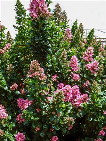 zábluda 'Pink Elle'