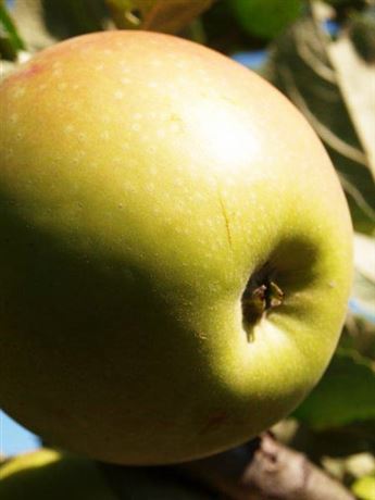 jabloň sloupcová 'Landsberska'