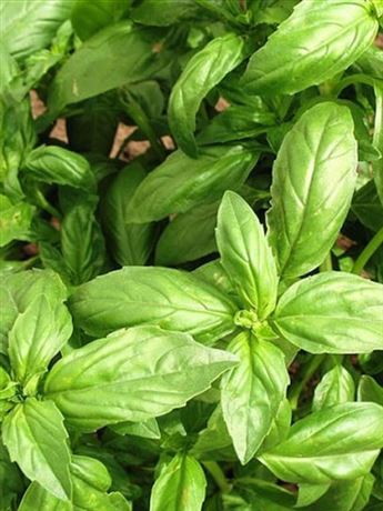 bazalka pravá 'Mammolo Genovese'