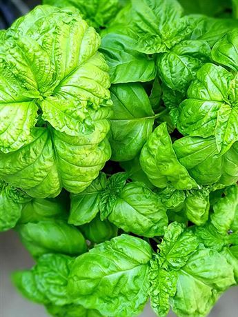 bazalka pravá 'Lettuce Leaf'