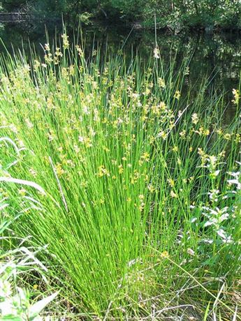 sítnina rozkladitá