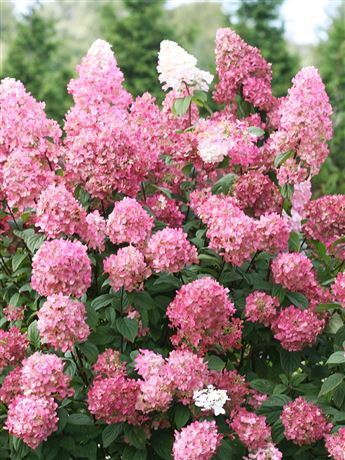 Hortenzie latnatá 'Pink Diamond'