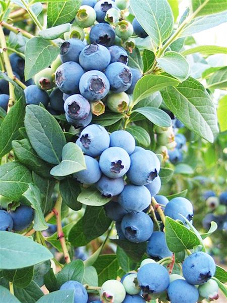 Brusnice chocholičnatá 