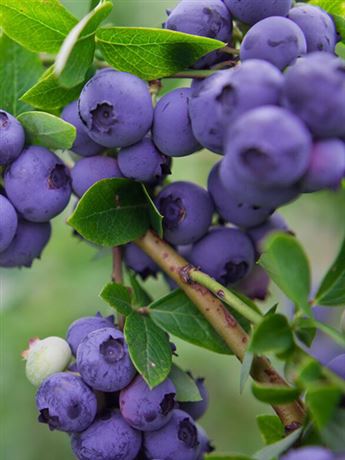 brusnice chocholičnatá 'Aino'