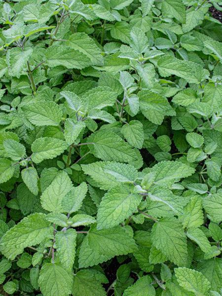 meduňka lékařská 