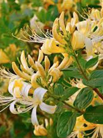 zimolez japonský 'Hall's Prolific'
