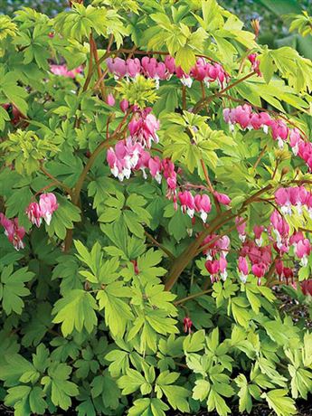 srdcovka nádherná 'Gold Heart'