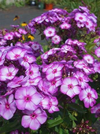plaménka latnatá 'Sweet Summer Purple Bicolor'