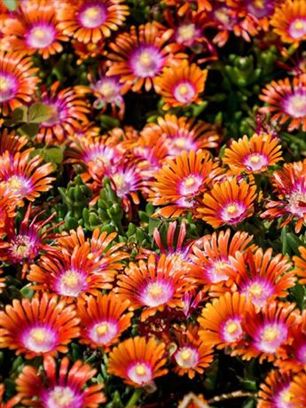 kosmatec 'Sundella Apricot'