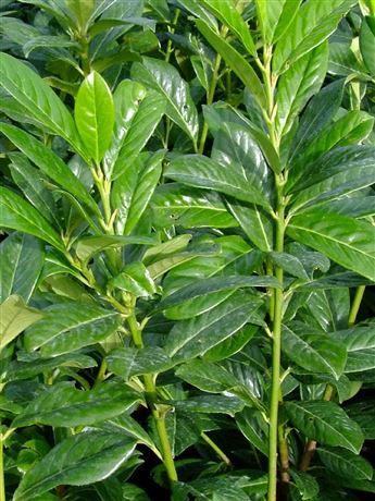 Bobkovišeň lékařská 'Novita'