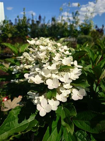 hortenzie latnatá 'Early Harry'
