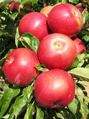 jabloň domácí 'Braeburn Mariri Red'