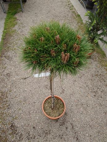 borovice černá 'Marie Bregeon'