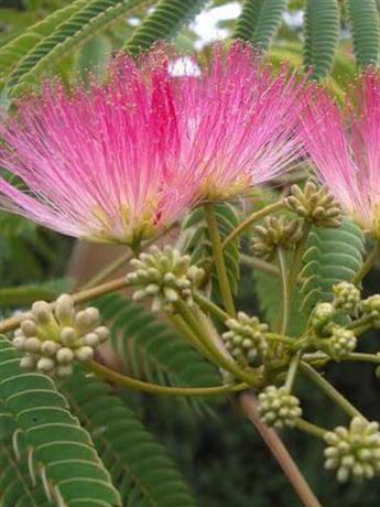 albízie růžová 'Rosea'