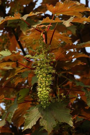 javor klen 'Atropurpureum'