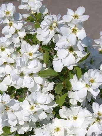 hroznatec hroznatý 'Magical Springtime'